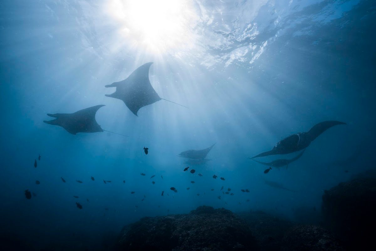 Blue Corner Divers — photo 2