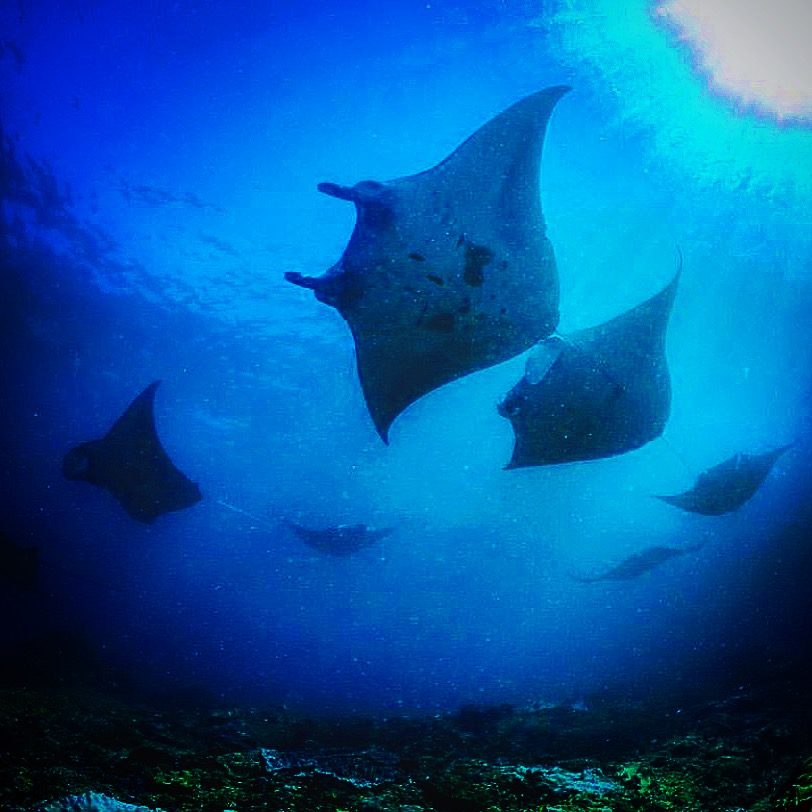 PADI 5 Star Center – Nusa Penida