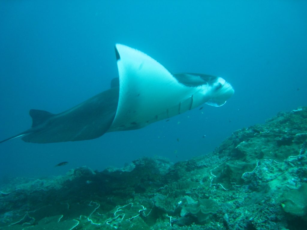BALI BREIZH DIVERS — photo 3