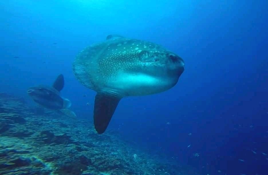 BALI BREIZH DIVERS — photo 2