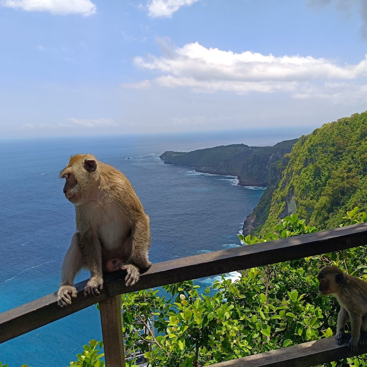 Kelingking Cliff — photo 3