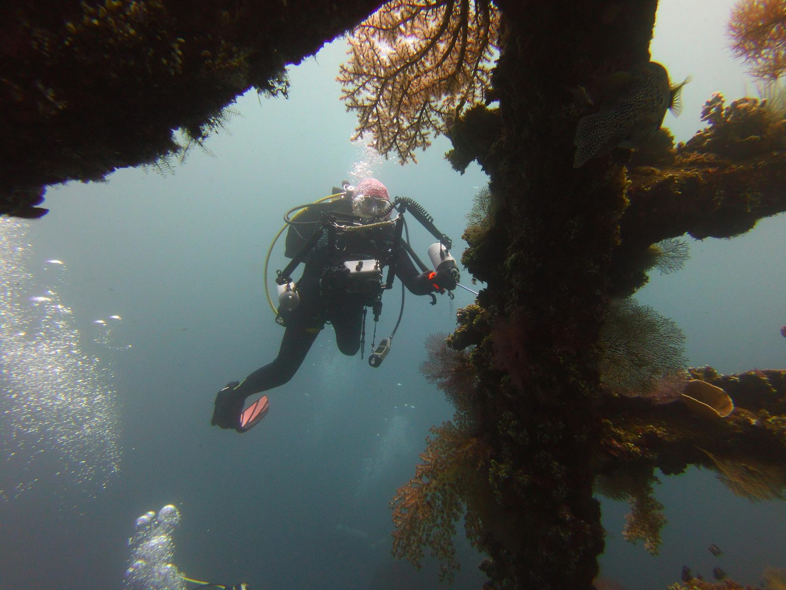 Reefs, wrecks & manta nights